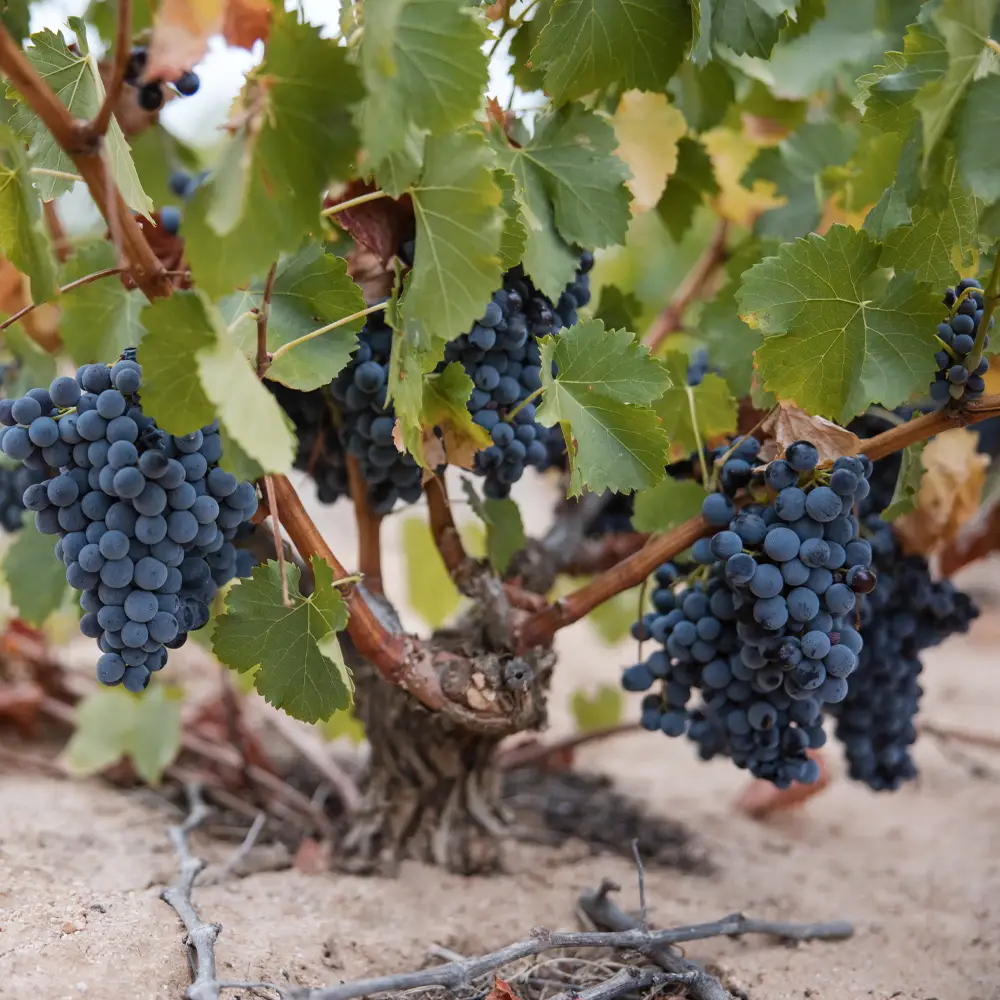Dewaldt Heyns harvest