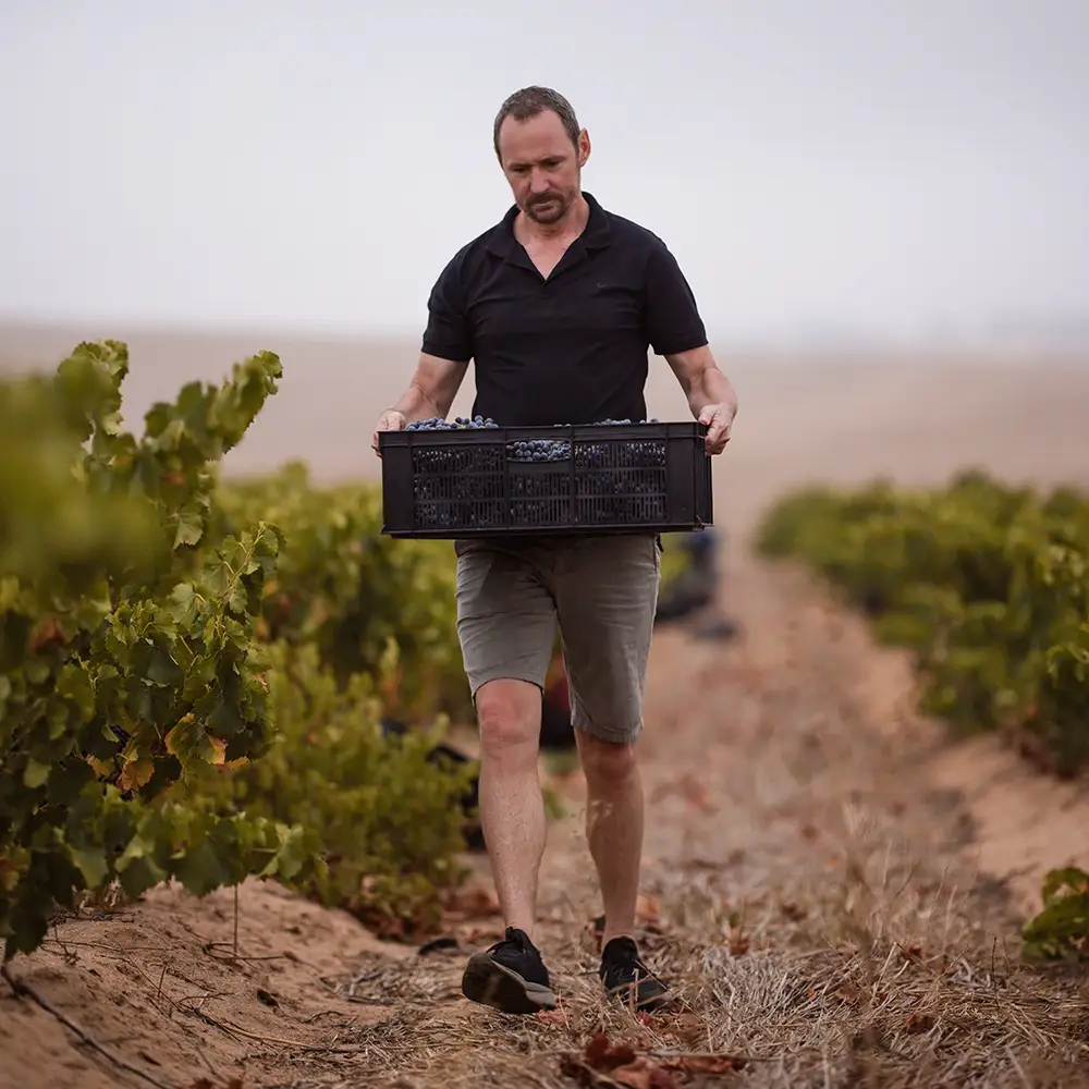 Dewaldt Heyns harvest