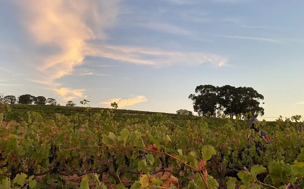 Terroir - Landscape
